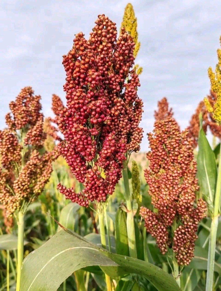 Nutrition Roots, Healthier Generations